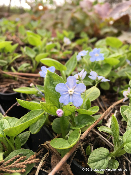 Omphalodes verna 'Elfenauge'
