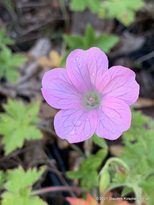 Geranium x oxonianum 'Wargrave Pink'