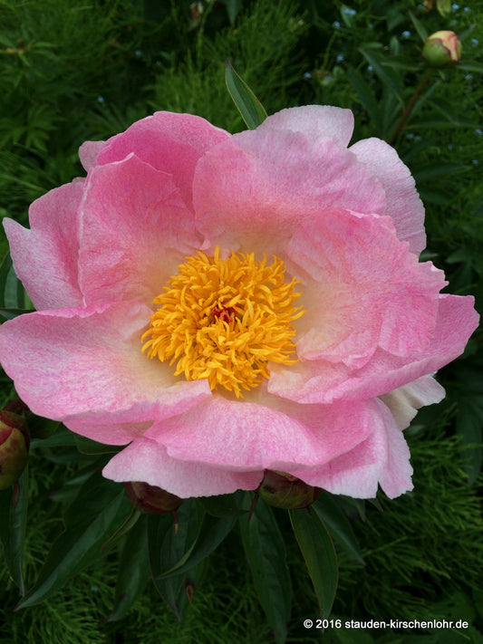 Paeonia 'Pink Princess'