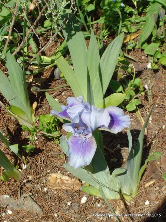 Iris barbata-nana 'Libor'