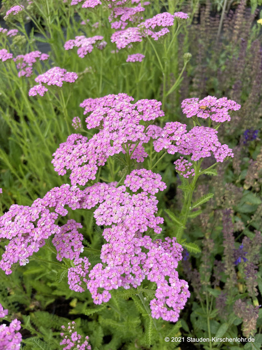 Achillea 'Lilac Beauty'
