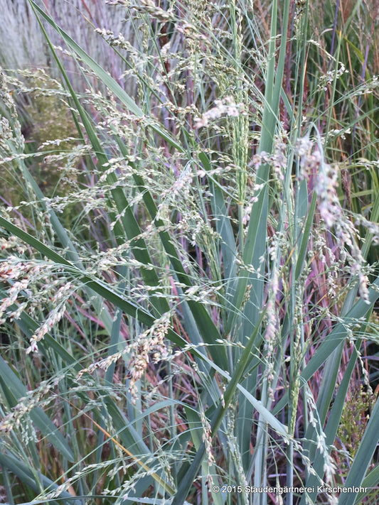 Panicum amarum 'Dewey Blue'