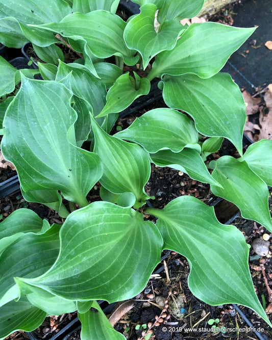 Hosta 'Mighty Mite'