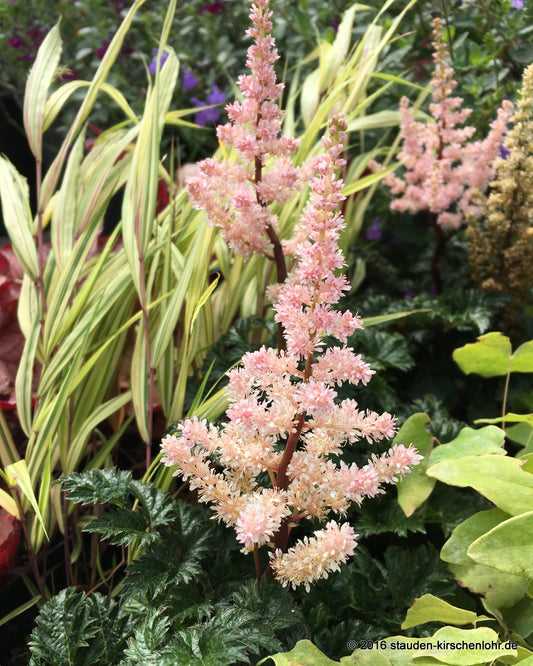 Astilbe x crispa 'Lilliput'