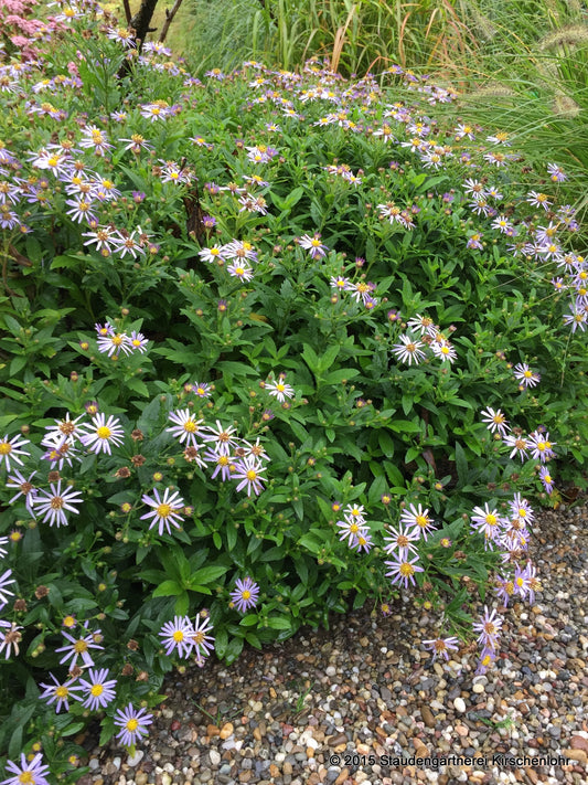 Aster ageratoides 'Blaukuppel'