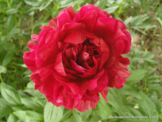 Paeonia 'Henry Bockstoce'