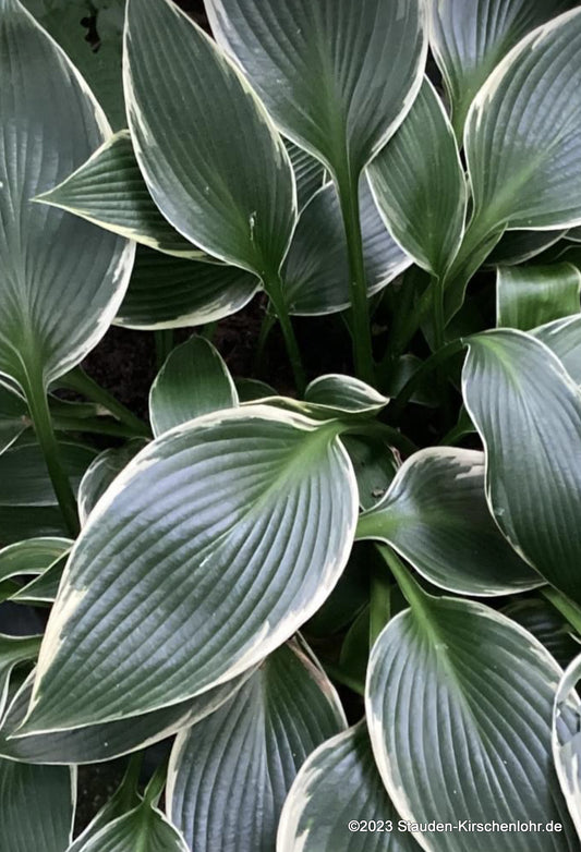 Hosta 'Silver Shadow'