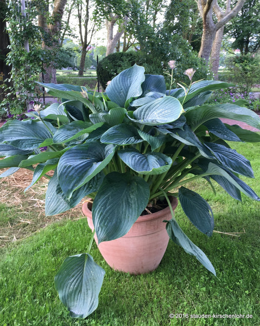 Hosta 'Empress Wu' ®