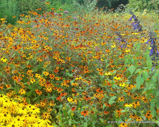 Rudbeckia triloba 'Prairie Glow'