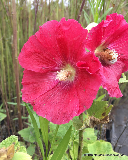 Alcea rosea (Spotlight-Serie) 'Mars Magic'