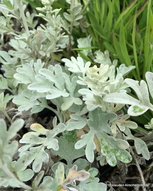 Artemisia stelleriana 'Mori' ('Boughton Silver')