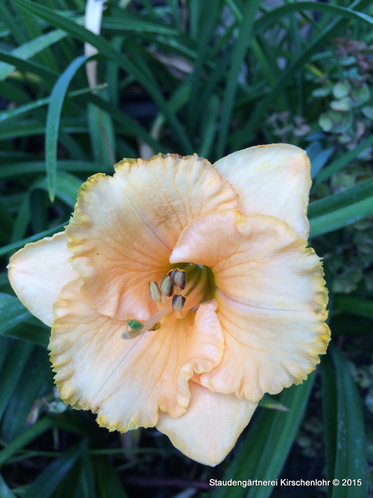 Hemerocallis 'Spacecoast Tiny Perfection'