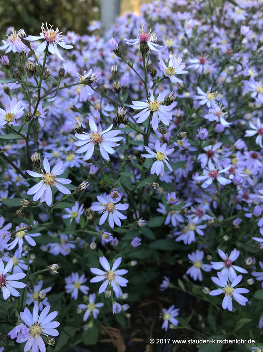 Symphyotrichum cordifolium 'Ideal'