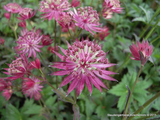 Astrantia major 'Ruby Star' ®