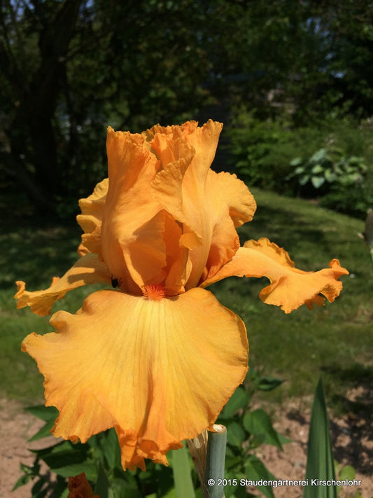 Iris barbata-elatior 'Avalon Sunset'