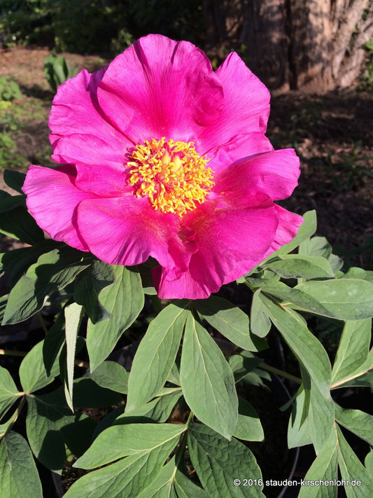 Paeonia officinalis ssp. banatica   NIS