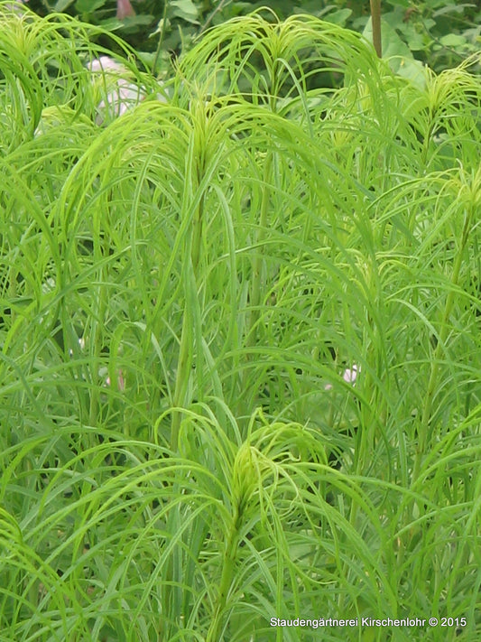 Helianthus salicifolius