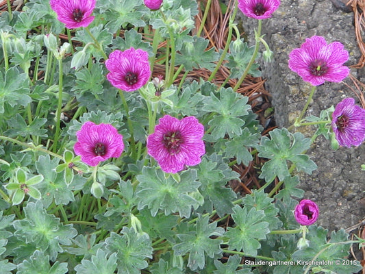 Geranium cinereum 'Purple Pillow' ®