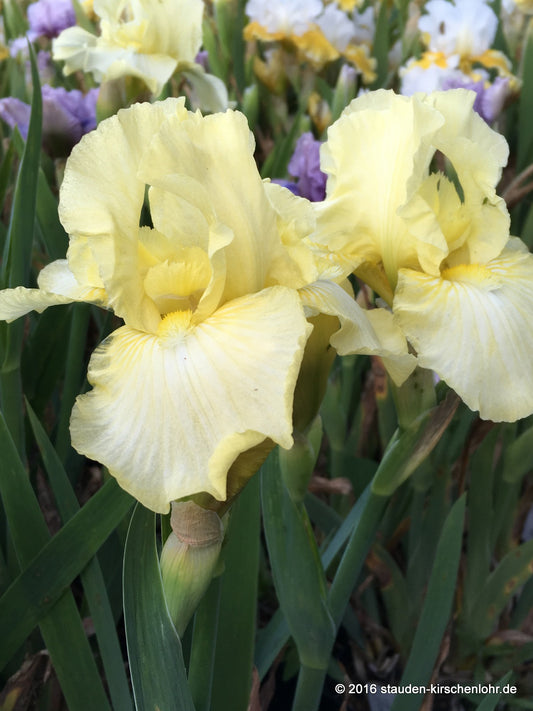 Iris barbata-media 'Maui Moonlight'