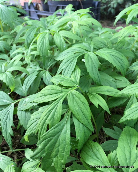 Hydrophyllum virginianum