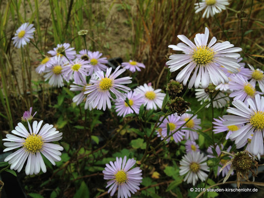 Eurybia spectabilis 'JS Macho Blue'
