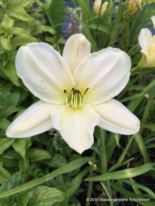 Hemerocallis 'Dad´s Best White'
