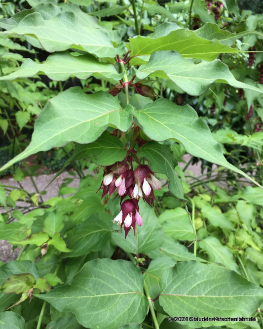 Leycesteria formosa