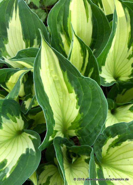 Hosta 'Ghost Spirit'
