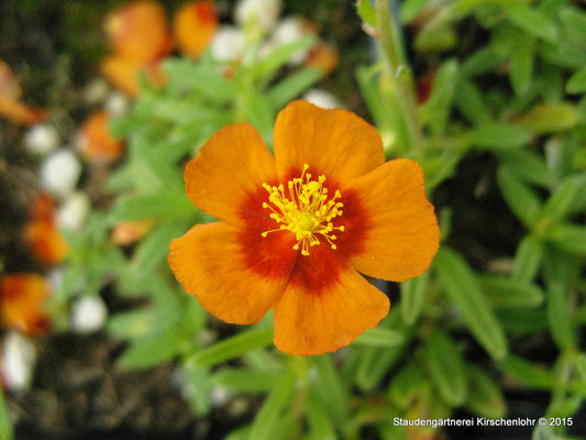 Helianthemum 'Ben Heckla'