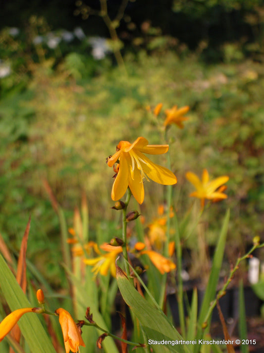 Crocosmia 'George Davidson'