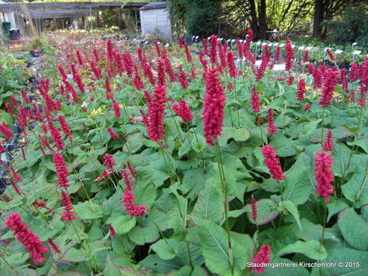 Bistorta amplexicaulis 'Caliente'JS ®