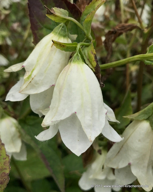 Campanula 'Wedding Bells'