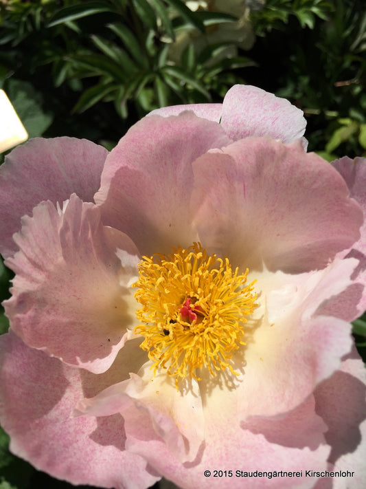 Paeonia 'Pink Princess'