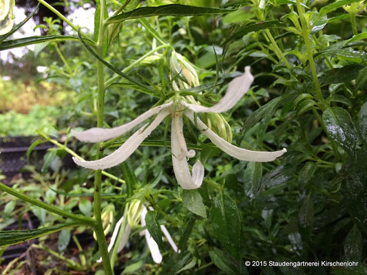 Campanula 'White Octopus' ®