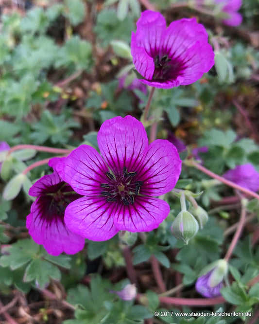 Geranium cinereum 'Jolly Jewel Night' ®