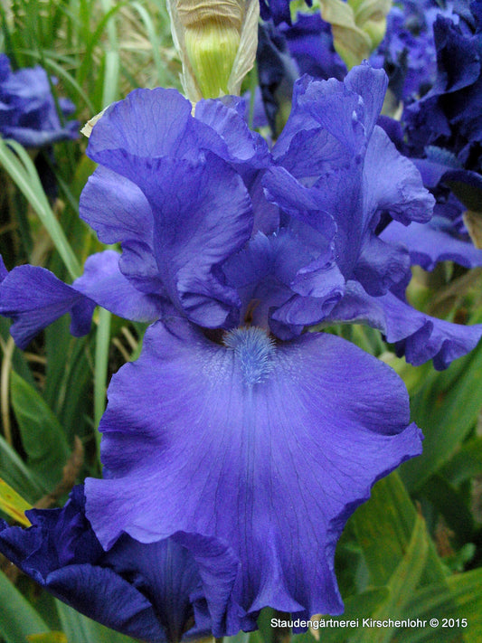 Iris barbata-elatior 'Mer du Sud'