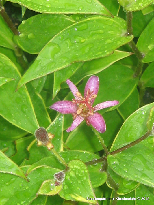 Tricyrtis formosana 'Gilt Edge'
