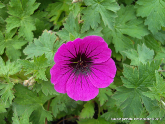 Geranium 'Patricia'