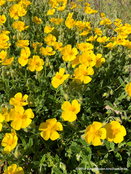 Helianthemum 'Sterntaler'
