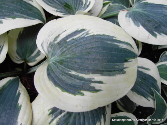 Hosta 'Blue Ivory' ®
