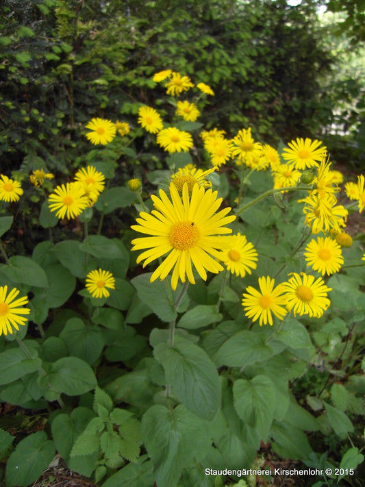 Doronicum pardalianches 'Goldstrauß'