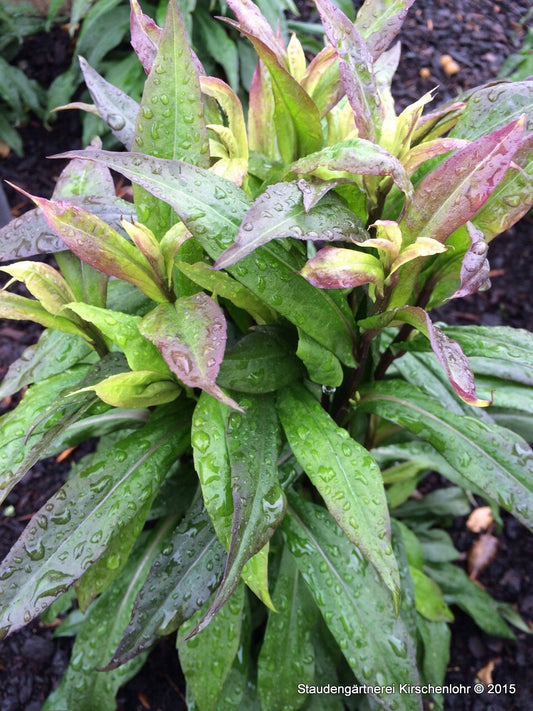 Symphyotrichum lateriflorum 'Prince'