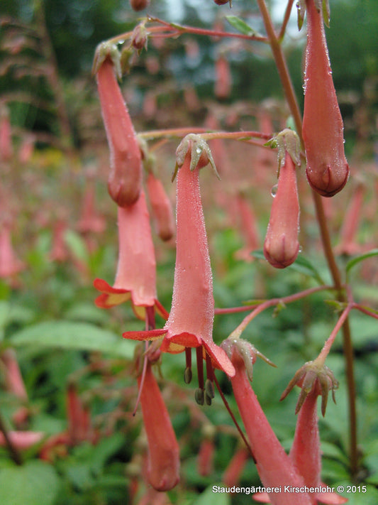 Phygelius x rectus 'African Queen'