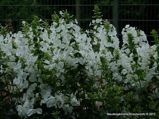 Phlox carolina 'Miss Lingard'