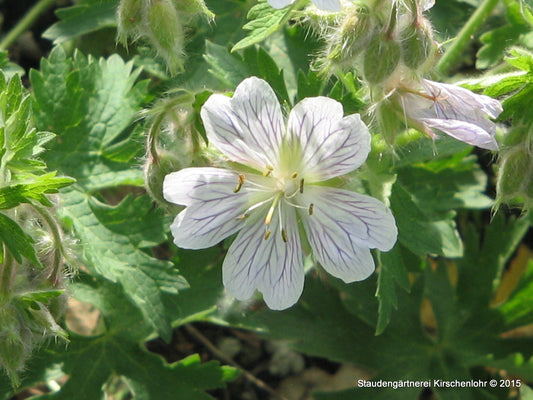 Geranium ibericum subsp. ibericum 'Vital'