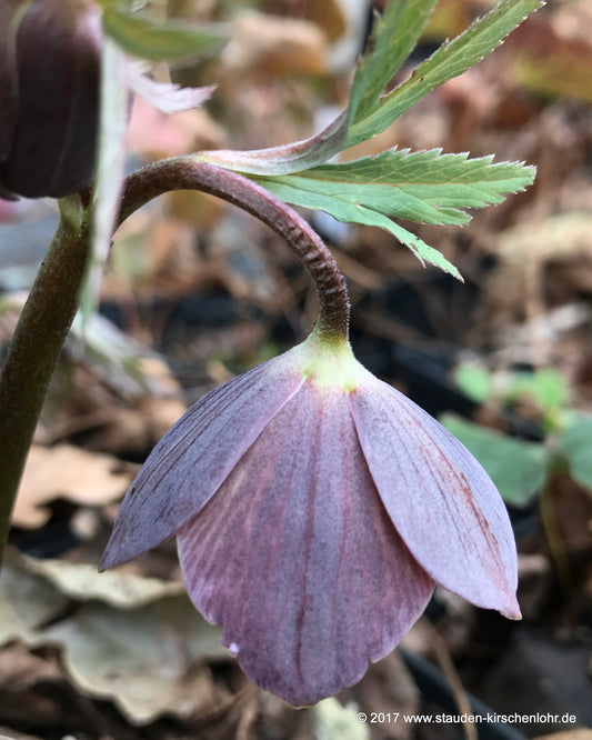 Helleborus torquatus