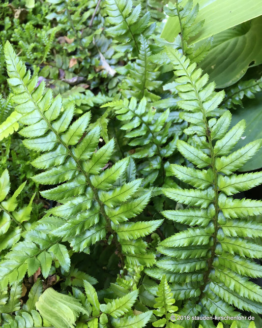 Polystichum xiphophyllum