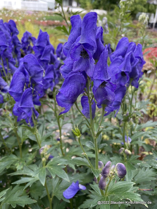 Aconitum 'Arendsii'