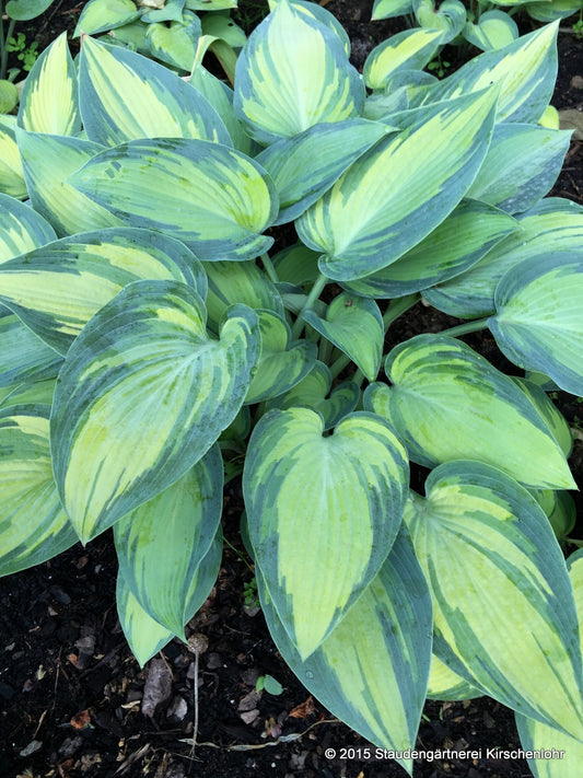 Hosta 'June' ®