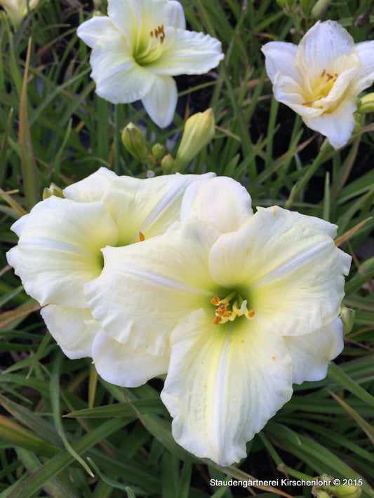 Hemerocallis 'Joan Senior'